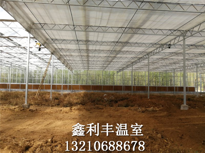 連棟溫室內景